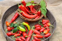 Varieties of home grown greenhouse chillies, picked and ready for drying, September