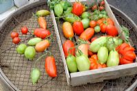 Last of the summer tomato crop, various varieties ripening on garden sieve on greenhouse staging, September