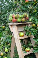 Wire trug of freshly picked apples on wooden steps near fruit tree, September
