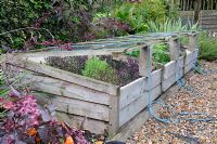 Cold frame containing tender herbs, August