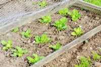 Lettuces 'Little Gem' growing under wire frame for pigeon and partridge protection