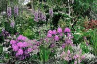 Woodland garden planting for damp areas with Rhododendron 'Roseum Elegans', Digitalis 'Serendipity', Iris and Cornus - Hilliers Garden, RHS Chelsea Flower Show