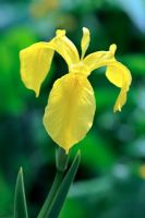 Iris pseudocorus 'Golden Queen'