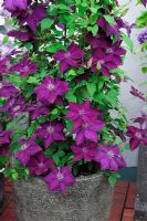 Clematis 'Amethyst Beauty' in stone container