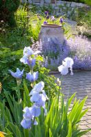 Nepeta fassenii 'Senior' and Iris 'Jane Phillips' in Mediterranean garden 