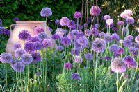 Allium 'Purple Sensation' and Allium giganteum 
