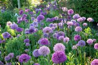 Allium 'Purple Sensation' and Allium giganteum 
