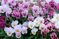 Viola wittrockiana 'Magnum' and 'Lilac, blue and Pink shades'
