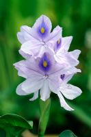 Eichhornia crassipes - Water Hyacinth  