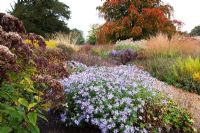 New area of planting of perennials and grasses including Eupatorium, Aster, Echinacea, Solidago rugosa and Miscanthus sinensis - Trentham Gardens, Staffordshire, October 