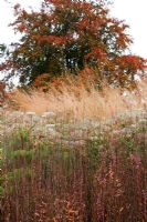 New area of perennials and grasses with Lythrum virgatum and Selinum wallichianum - Trentham Gardens, Staffordshire, October