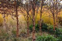 Betula nigra underplanted with Deschampsia cespitosa, Molinia caerulea 'Heidebraut' and Molinia caerulea 'Edith Dudszus' in the River of Grasses, designed by Piet Oudolf - Trentham Gardens, Staffordshire, October