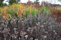 New area of perennials and grasses, including Echinops, designed by Piet Oudolf - Trentham Gardens, Staffordshire, October