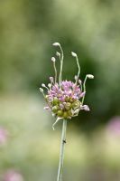 Allium babingtonii - Babington Leek