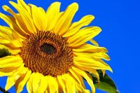 Helianthus annus 'American Giant' - Sunflower against blue sky