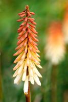 Kniphofia 'Toffee Nosed' - Red Hot Poker