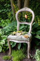 Old wooden chair planted with Sempervivum - Houseleeks in shadey area surrounded by Hostas