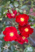 Rosa Flower Carpet Red Velvet 'Noare'