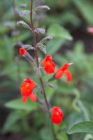 Salvia blepharophylla 'Diablo'