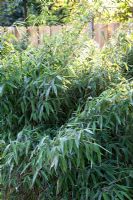 Fargesia murielae - Bamboo hedge 
 