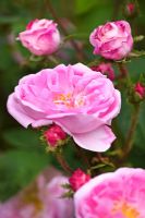 Rosa centifolia muscosa 'Jeanne de Montfort'