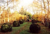 Formal garden in Autumn with topiary balls backed by Fagus - Beech hedge and deciduous trees