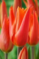 Tulipa 'Ballerina'  AGM -  Tulip, Lily-flowered Group, April