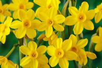 Narcissus 'Baby Moon' - Daffodil, Div 7 Jonquilla, April