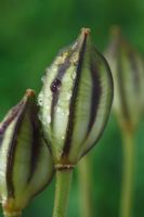 Tulipa tarda - Late Tulip, Seed heads, May