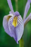 Iris missouriensis syn Iris montana - Missouri flag, Rocky Mountain Iris, May