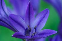 Triteleia laxa 'Koningin Fabiola' - Triplet lily. Syn 'Queen Fabiola', June