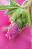 Lavatera x clementii 'Burgundy Wine' AGM - Mallow flower bud, June