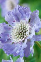 Scabiosa caucasica 'Clive Greaves' AGM - Scabious, Pincushion flower, July