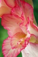 Gladiolus 'Priscilla',  July