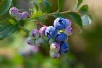 Fruit of Vaccinium 'Ivanhoe' - Blueberry
