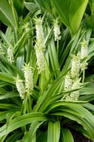 Eucomis zambesiaca - Pineapple Lily

