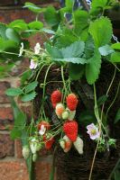 Seed raised, Fragaria - Strawberry 'Pink Marathon' fruiting in its first year in a hanging basket