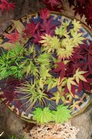 Japanese Maple selection showing the variation in leaf shape and colour. Acer palmatum 'Ueno-jama', 'Orange Dream', 'Kinshi', 'Seiryu', 'Crimson Queen', 'Shindeshojo', 'Atropurpureum', 'Osakazuki' and Acer shirasawanum 'Aureum' 