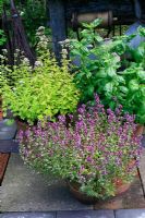 Herbs growing in terracotta pots beneath an outdoor workbench. Silver variegated Thymus - Thyme, Origanum vulgare 'Aureum' - Golden Marjoram and Ocimum basilicum - Genovese Basil