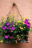 Summer bedding plants spilling out of an old lobster basket hung on a sunny wall. Petunia 'Hurrah Lavender Tie Dye' with Bidens 'Aurea' and Diascia 