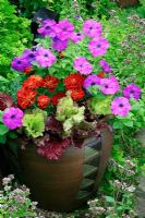 Petunia 'Hurrah Lavender Tie Dye' with Tagetes - French Marigold 'Durango Red' and Lactuca - red Lettuce 'Bijou' in a modern terracotta pot surrounded by Marjoram and Parsley.