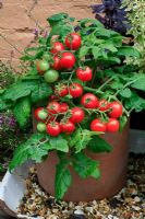 Dwarf Tomato 'Vilma' growing in a terracotta pot surrounded by herbs