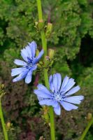 Cichorium intybus - Radicchio flower spike