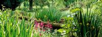 The Bog Garden at The Old Mill, Ramsbury, Wiltshire