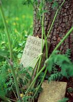 Pet grave at Coton Manor