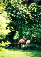 Flamingos at Coton Manor