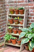 Step ladder plant stand
