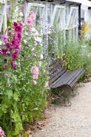 Alcea rosea in cottage border with wooden bench