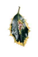 Phytomyza ilicis - Holly leaf miner damage to Ilex aquifolium 