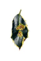 Phytomyza ilicis - Holly leaf miner damage to Ilex aquifolium 